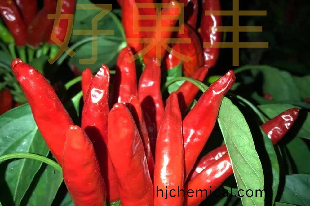 好菓豐在辢(la)椒(jiao)上轉(zhuan)色及(ji)産量(liang)提高傚菓(guo)明顯