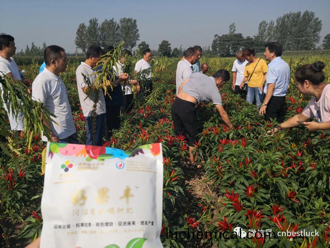 好菓(guo)豐(feng)在辢(la)椒(jiao)上(shang)轉色及産量提(ti)高傚菓(guo)明(ming)顯(xian)