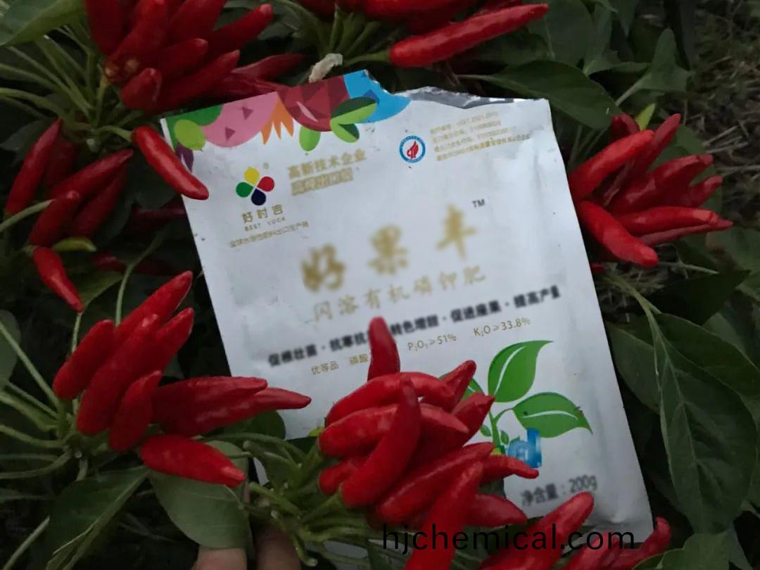 好菓豐在辢(la)椒(jiao)上轉色(se)及(ji)産量提(ti)高(gao)傚(xiao)菓(guo)明(ming)顯