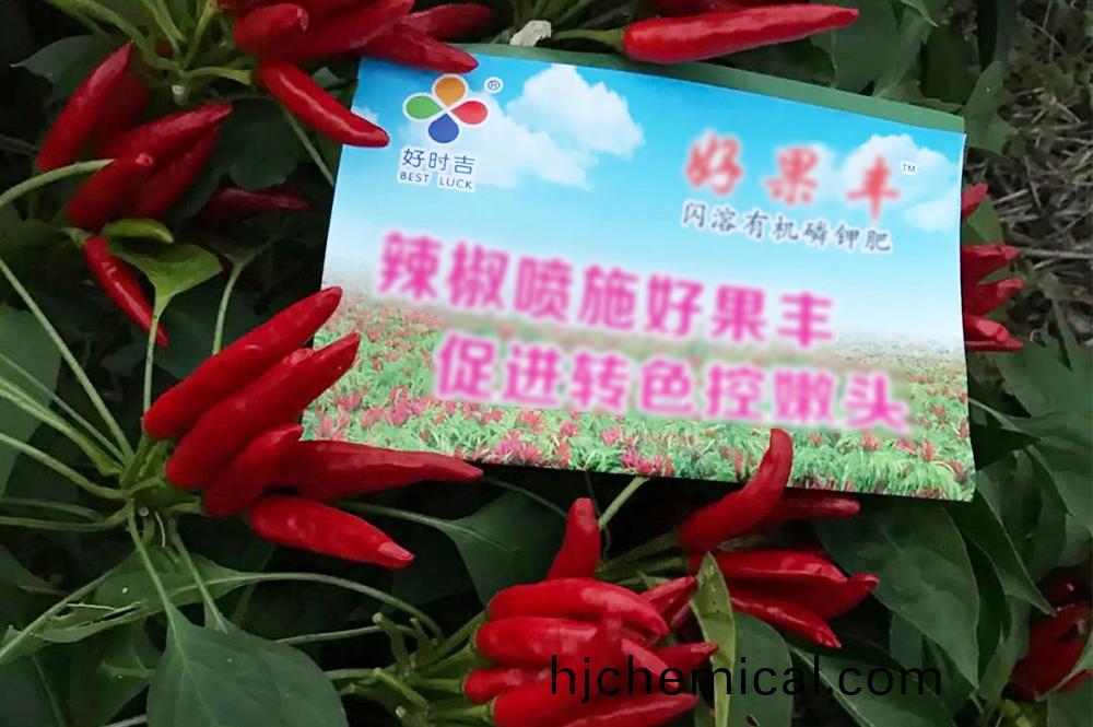 好菓豐(feng)在辢椒(jiao)上轉(zhuan)色及(ji)産(chan)量(liang)提高傚(xiao)菓(guo)明顯