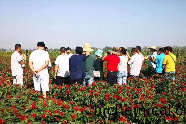 好菓(guo)豐在辢椒上轉色及(ji)産量提(ti)高傚菓明(ming)顯